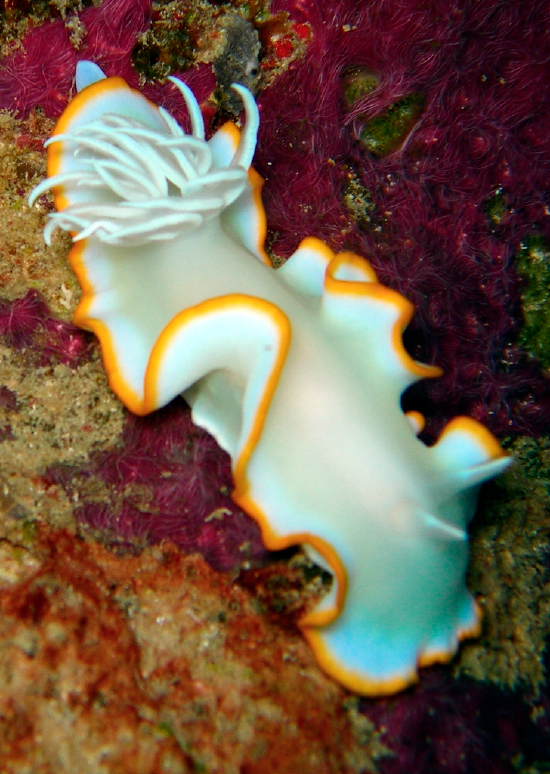  Ardeadoris egretta (Sea Slug)